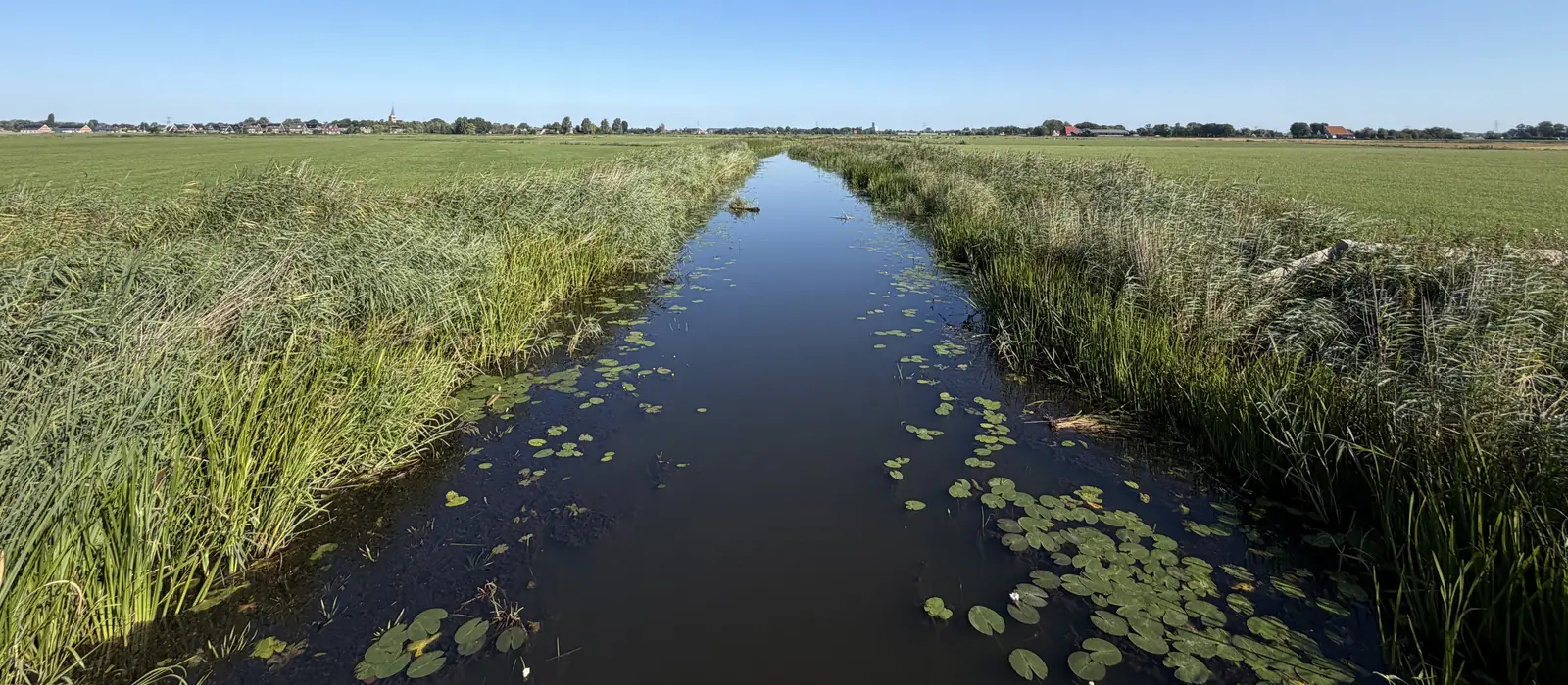 Een sloot met waterlelies tussen weilanden in het Nederlandse polderlandschap